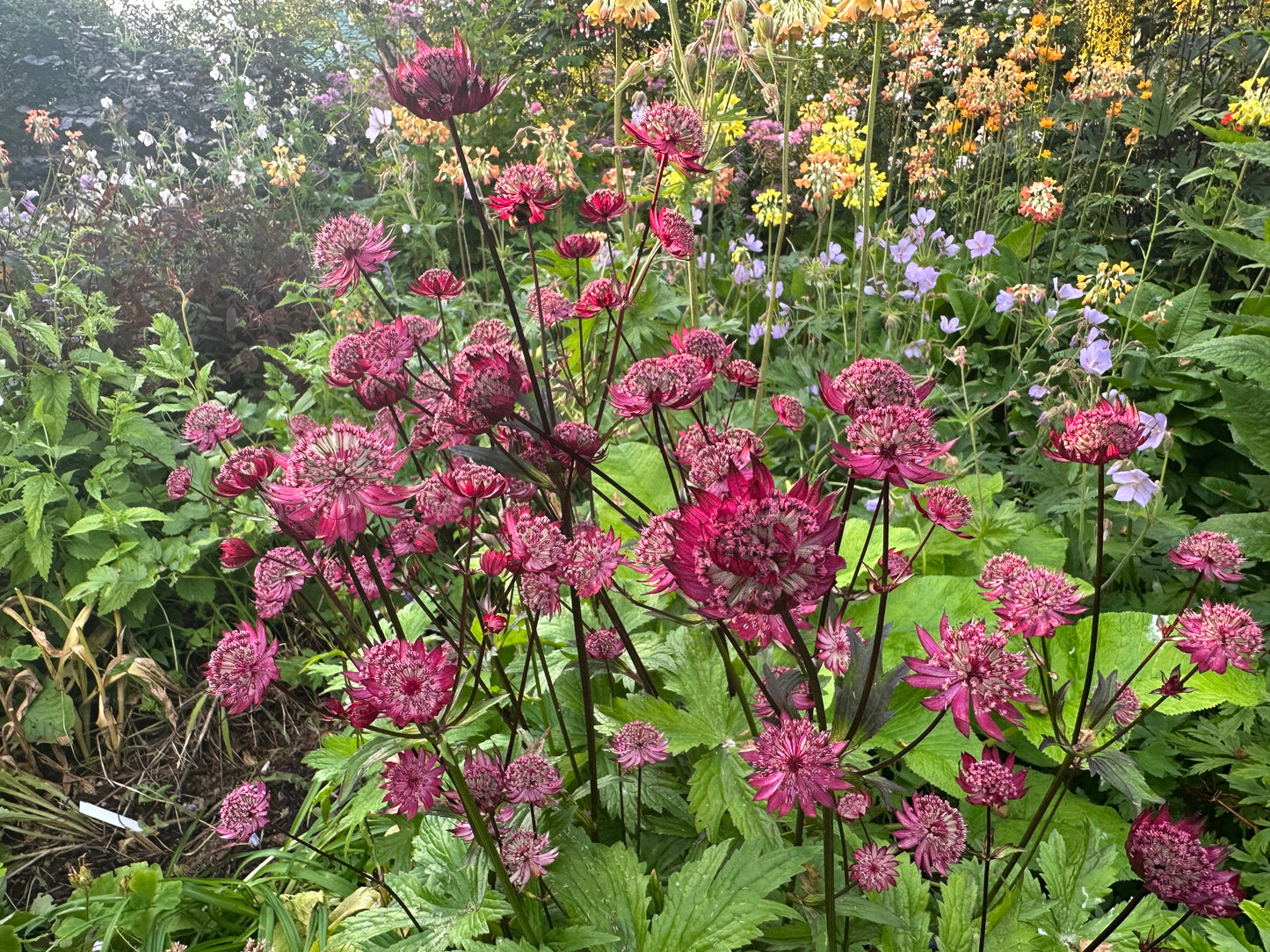 Astrantia major 'Star of Love' - sveipstjarna