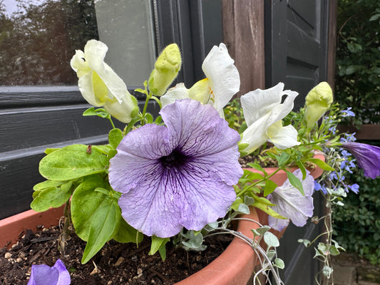 Petunia 'Mambo Blue Veined' - tóbakshorn