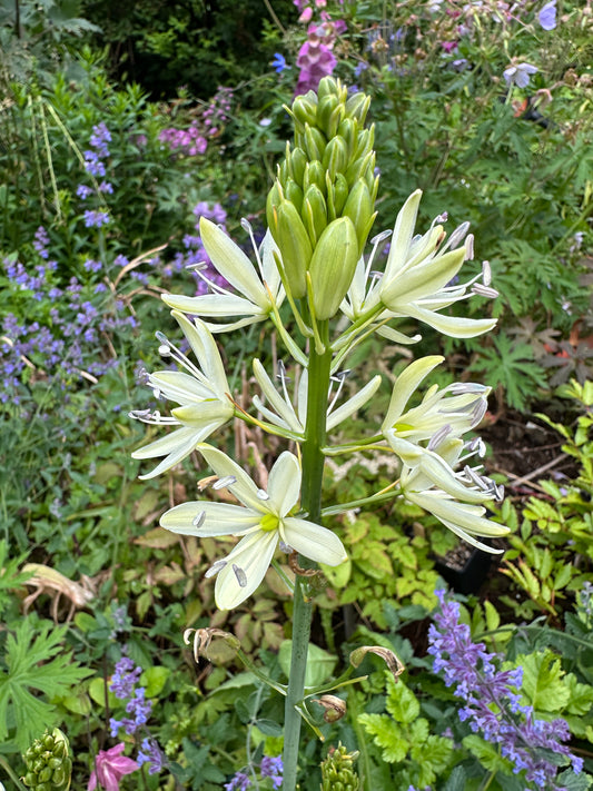 Camassia leichtlinii 'Silk River' - indíánalilja