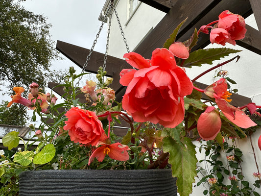 Begonia 'F1 Illumination Salmon Pink' - hengibegonía