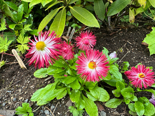 Bellis perennis 'Habanera Red' - fagurfífill