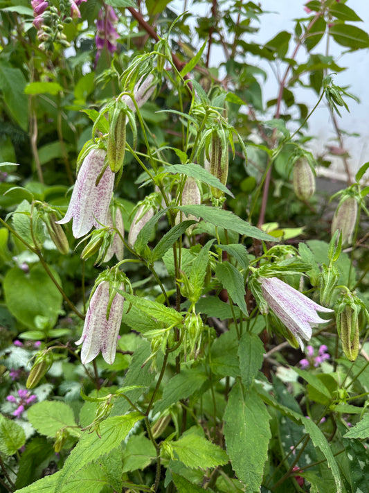 Campanula takesimana - kóreuklukka