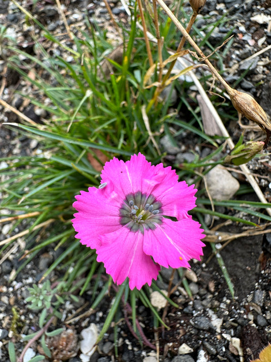 Dianthus pavonius - grasdrottning