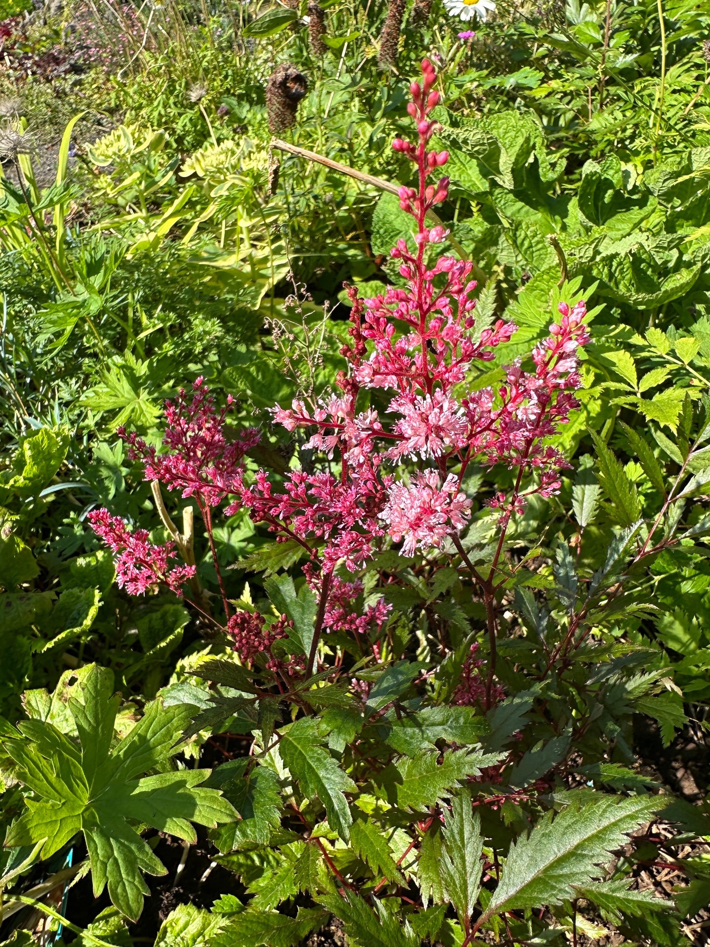 Astilbe x arendsii 'Look at Me' - musterisblóm