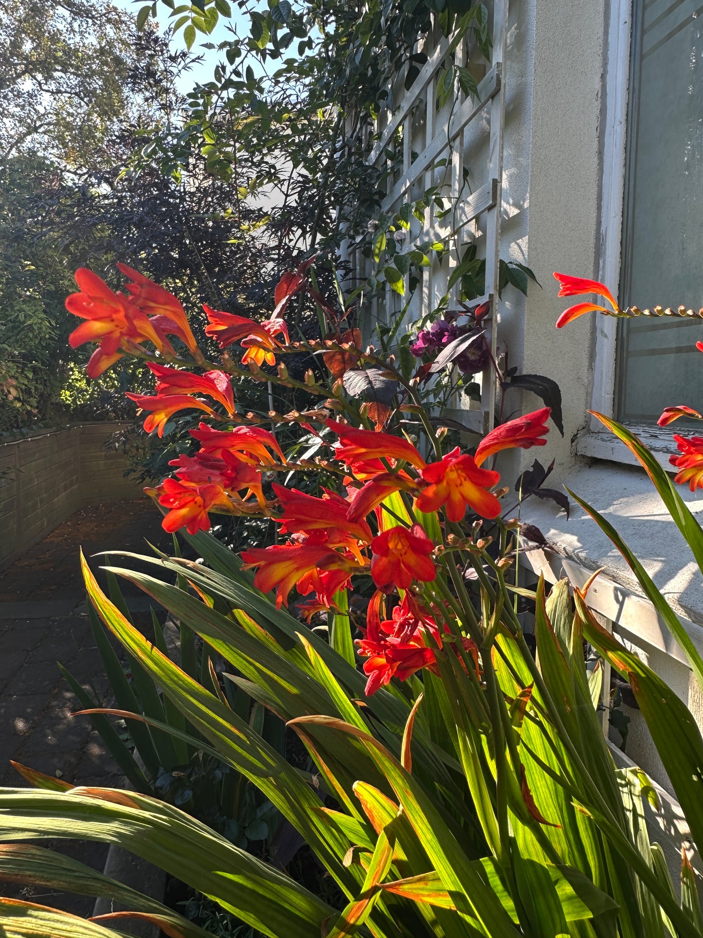 Crocosmia 'Emberglow' - glóðarlilja