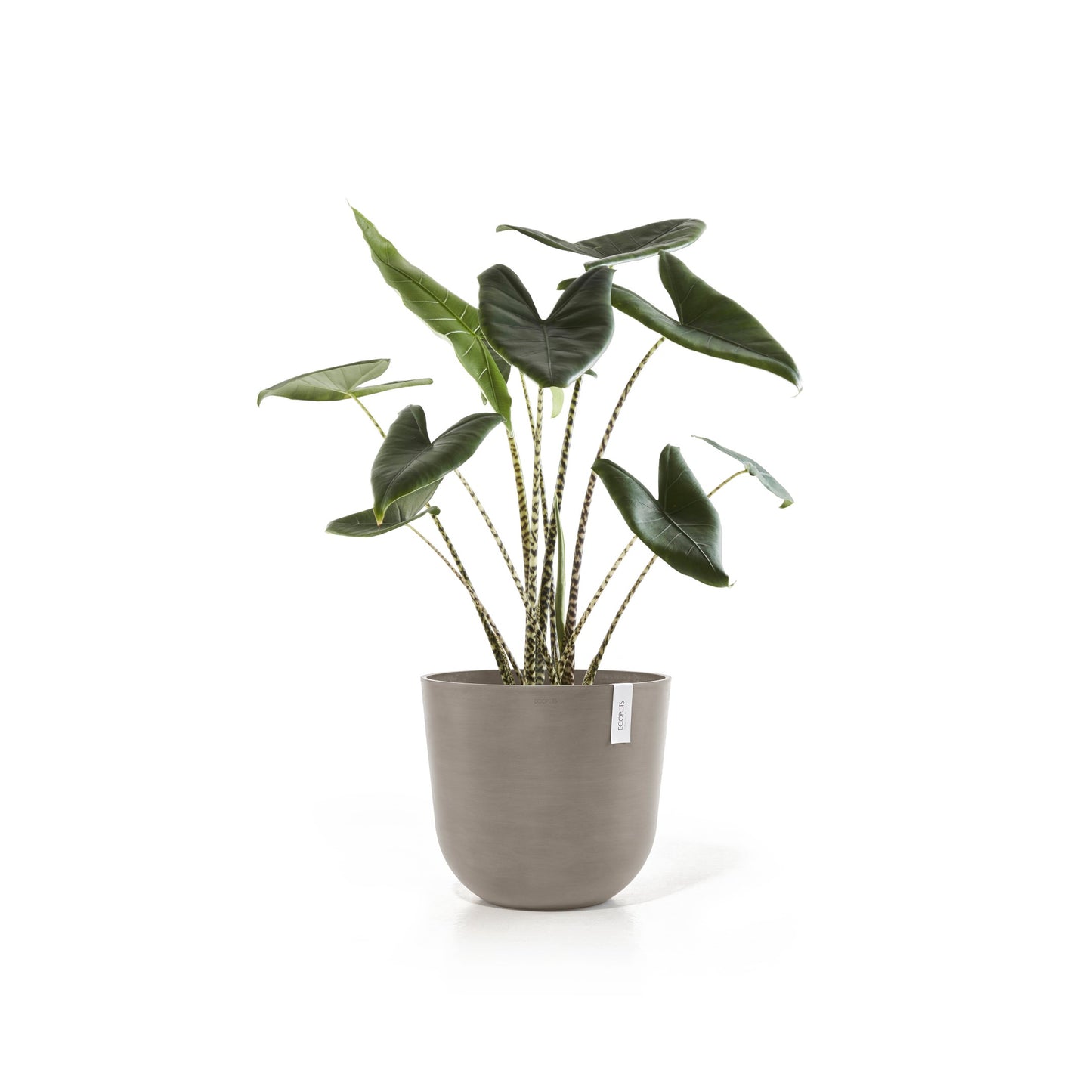 ECOPOTS Oslo 45 cm - blómapottur