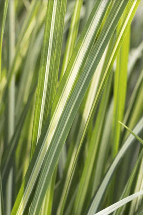Calamagrostis x acutiflora 'Avalanche' - garðahálmgresi