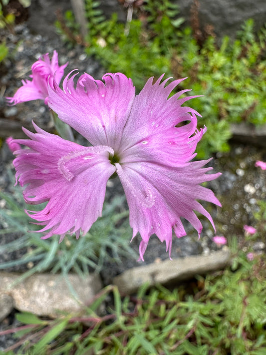 Dianthus gratianopolitanus 'Rosafeder' - laugadrottning