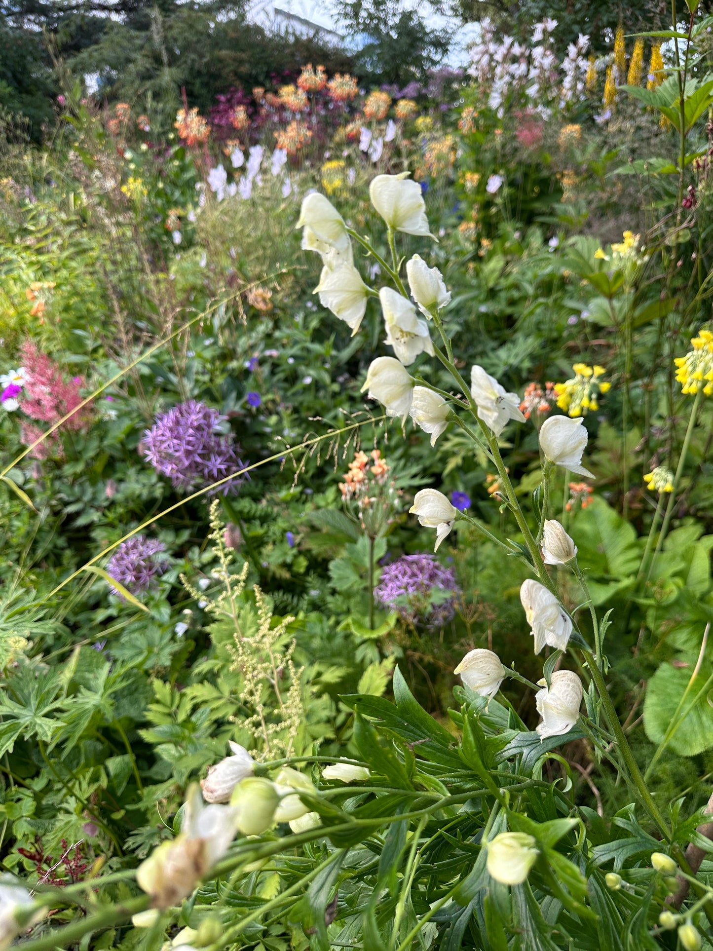 Aconitum napellus 'Album' - venusvagn