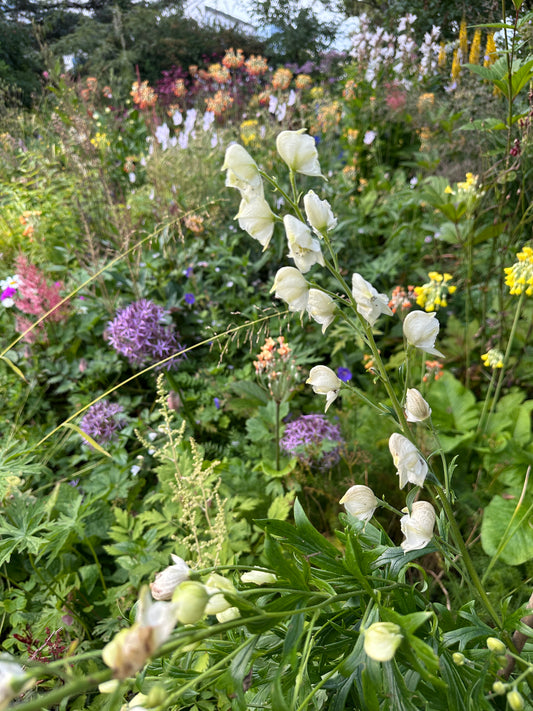Aconitum napellus 'Album' - venusvagn