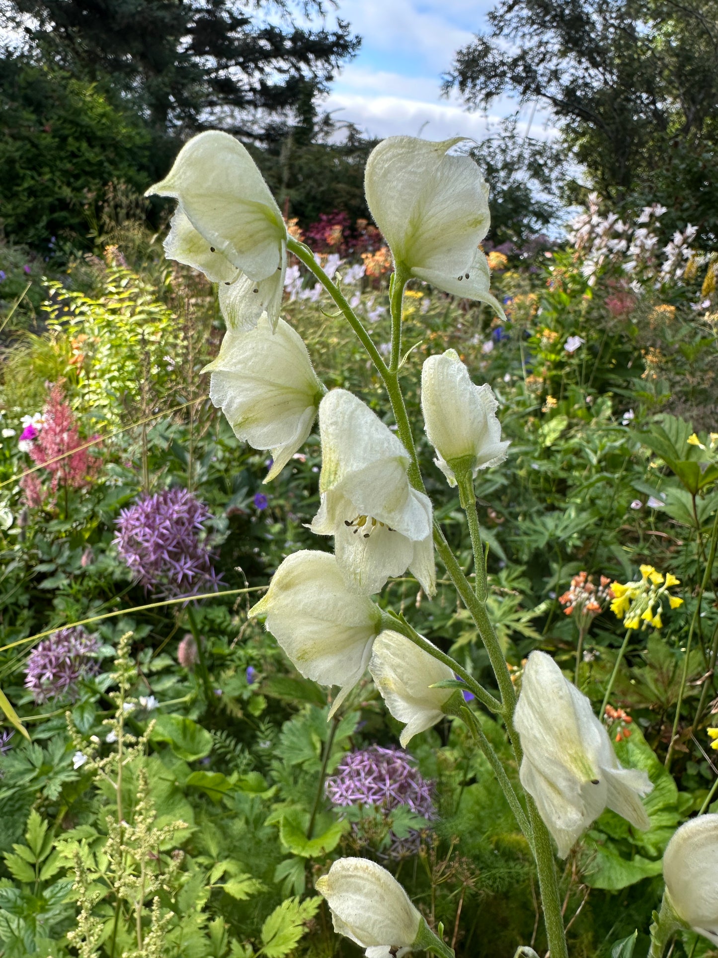 Aconitum napellus 'Album' - venusvagn