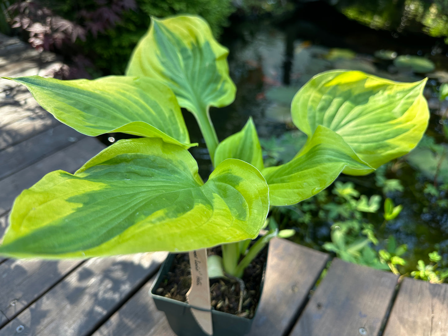 Hosta 'Summer Lovin'' - brúska