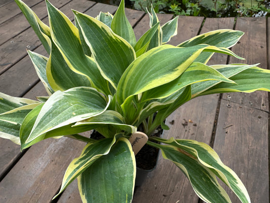 Hosta 'Wolverine' - brúska