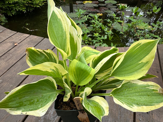 Hosta 'Silk Road' - brúska