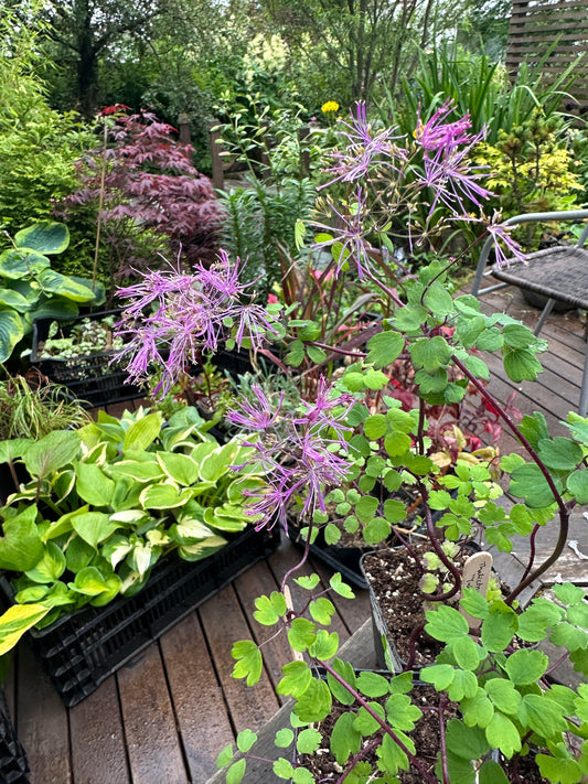 Thalictrum 'Yulia' - freyjugras