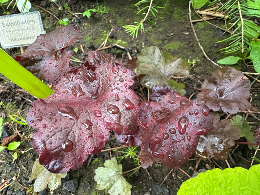 Heuchera 'Obsidian'