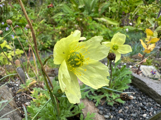 Papaver miyabeanum 'Pacino' - kúrilsól