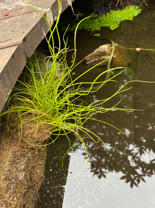 Juncus effusus 'Spiralis' - ljósasef