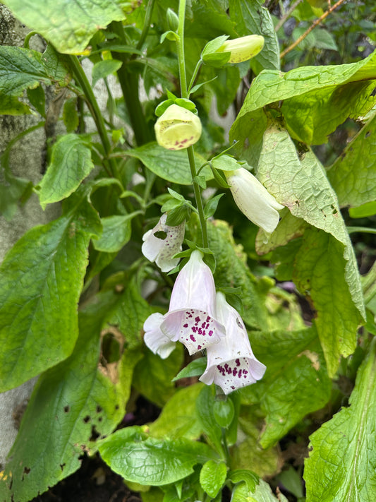 Digitalis purpurea, hvítt - fingurbjargarblóm