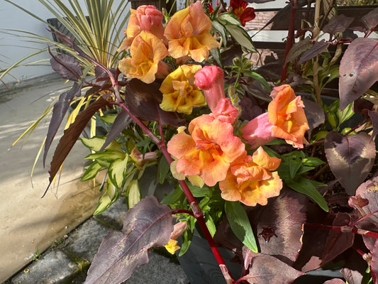 Antirrhinum 'Twinny F1 Double Bronze' - ljónsmunnur
