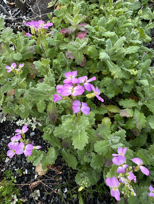 Arabis caucasica 'La Fraîcheur' - roðaskriðnablóm