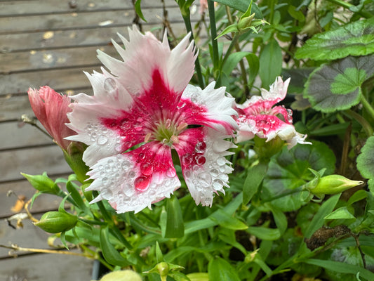 Dianthus 'F1 Red Peppermint Parfait' - kínadrottning