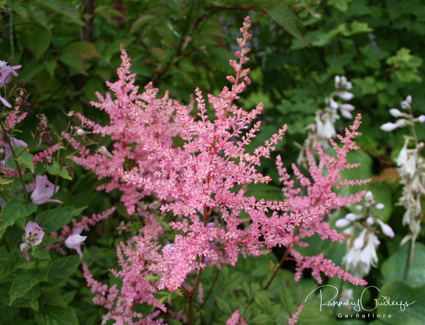 Astilbe japonica 'Peach Blossom' - japansblóm