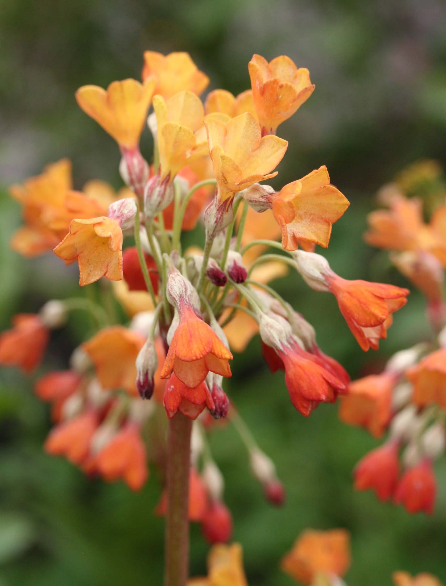 Primula florindae - friggjarlykill
