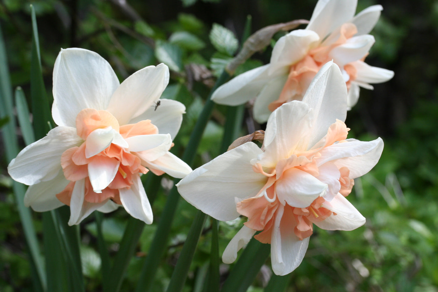 Narcissus 'Delnashaugh' - hátíðalilja