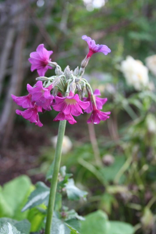 Primula alpicola - fellalykill