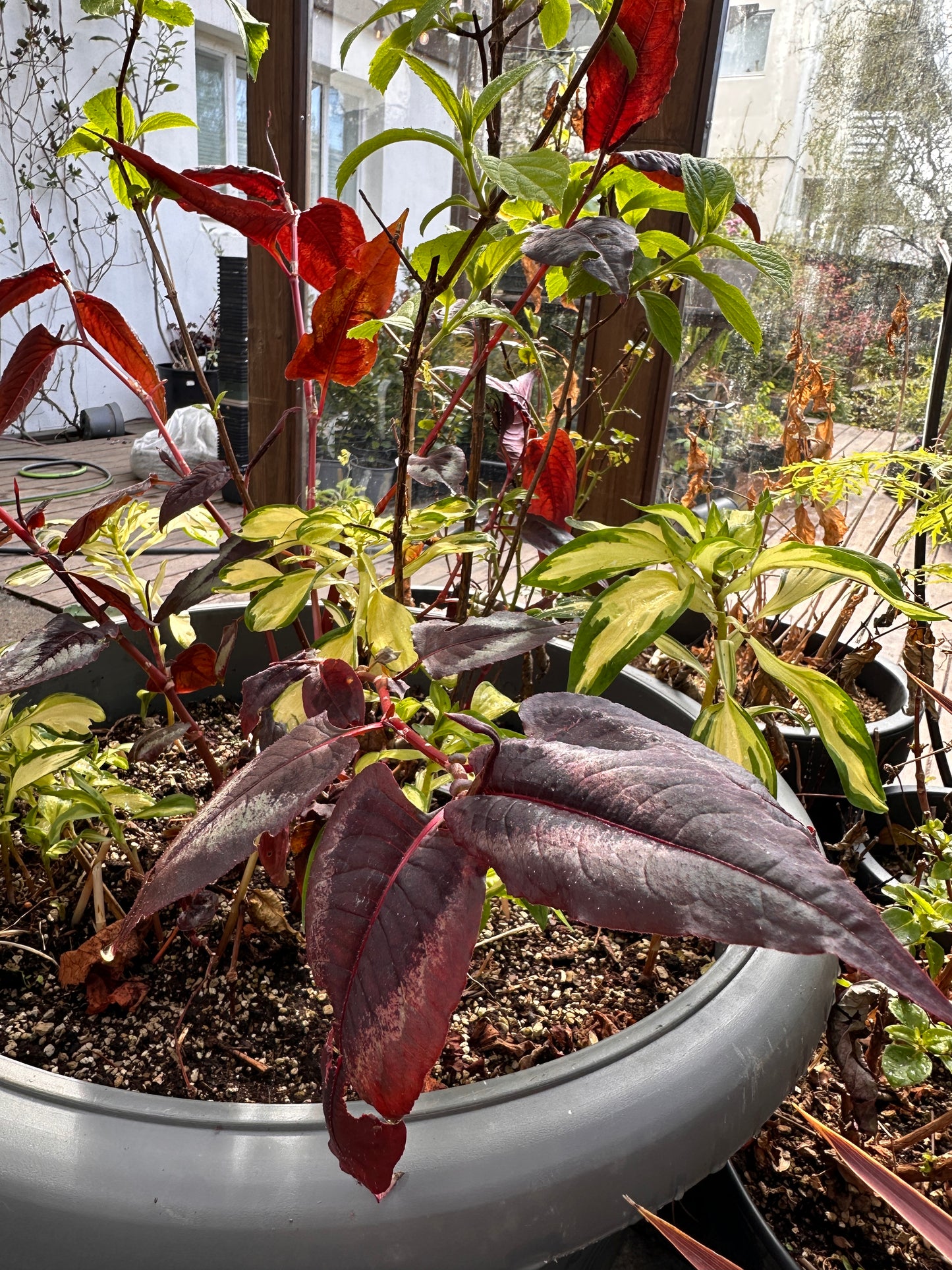 Persicaria microcephala 'Red Dragon' - garðasúra