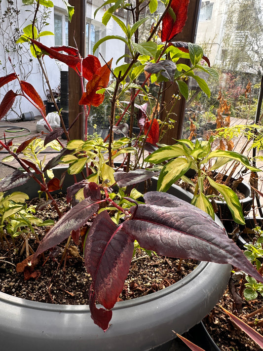 Persicaria microcephala 'Red Dragon' - garðasúra
