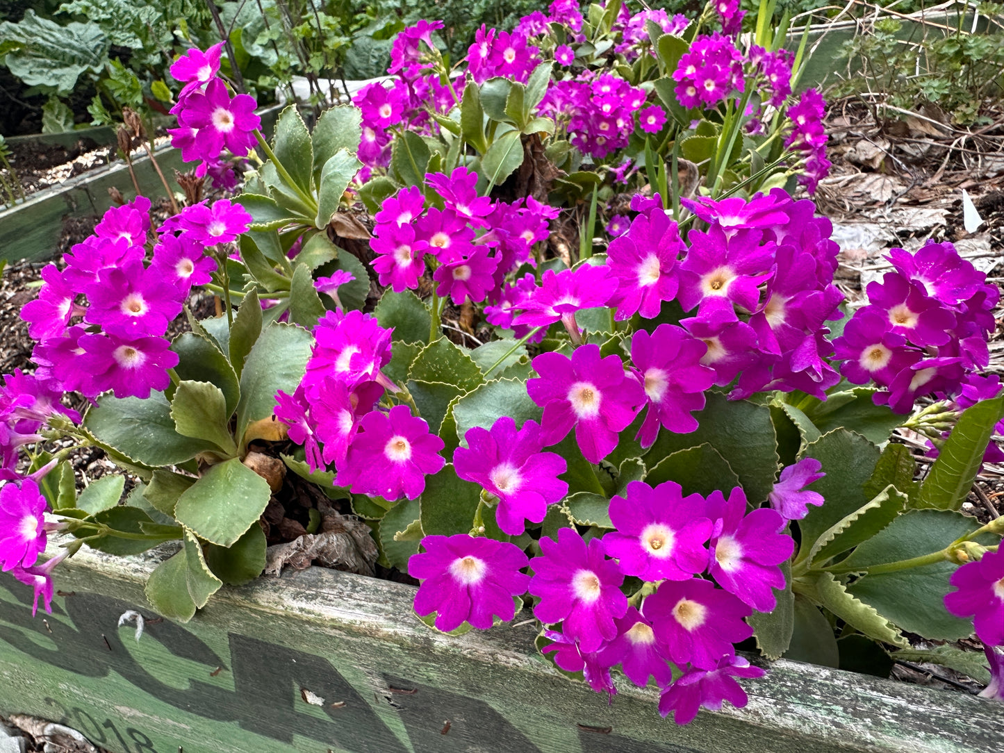 Primula x pubescens 'Mrs. J. H. Wilson' - frúarlykill