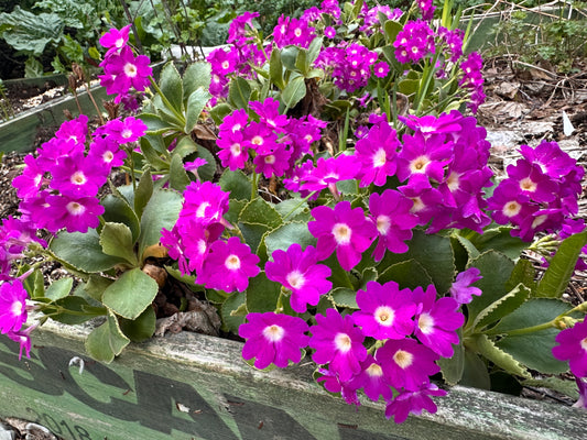 Primula x pubescens 'Mrs. J. H. Wilson' - frúarlykill