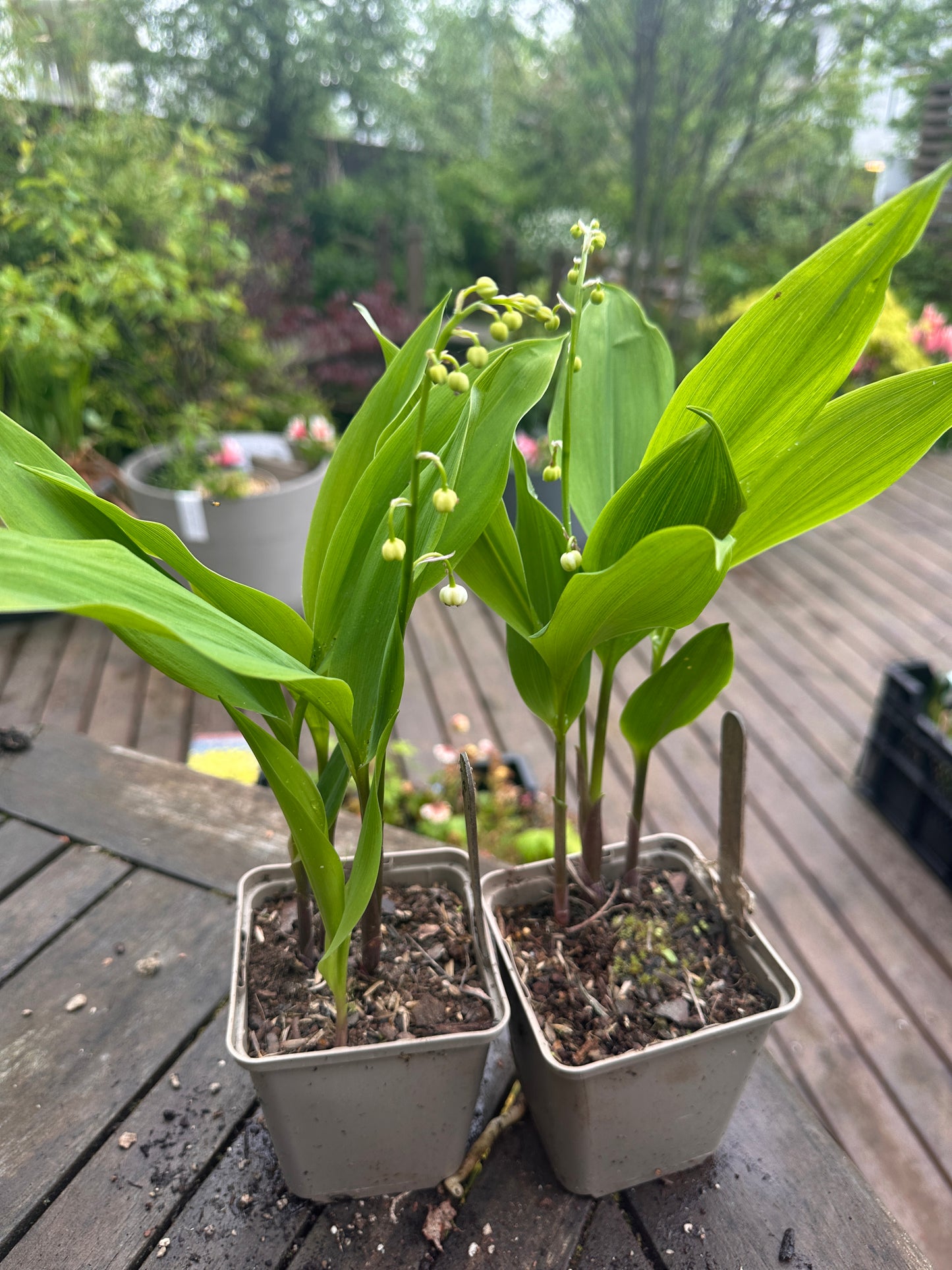 Convallaria majalis - dalalilja
