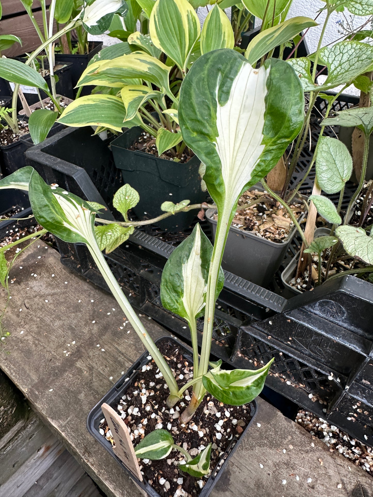 Hosta 'Colored Hulk' - brúska