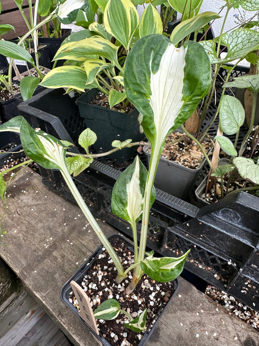 Hosta 'Colored Hulk' - brúska