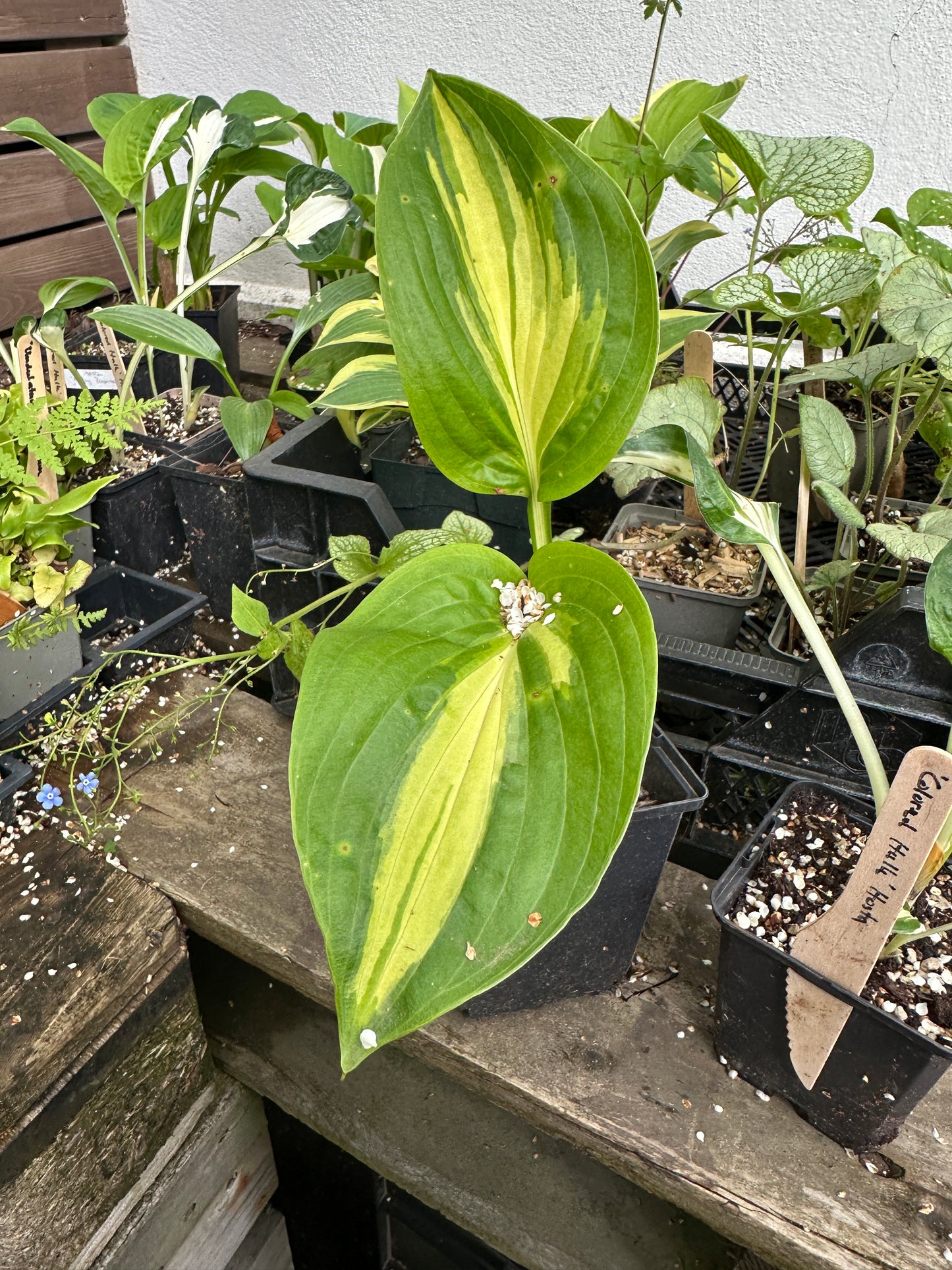 Hosta 'Broad Street' - brúska