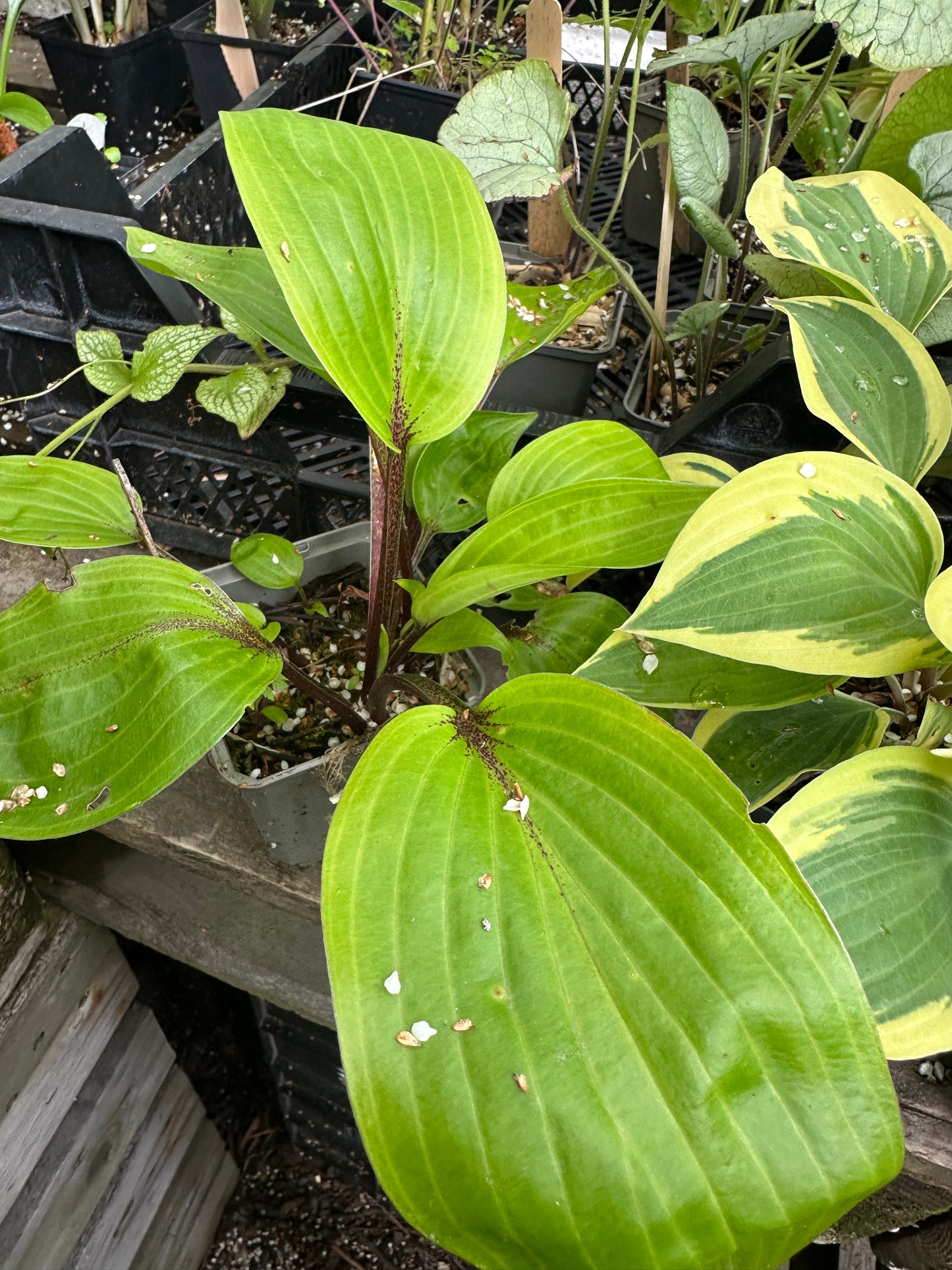 Hosta 'Purple Heart' - brúska