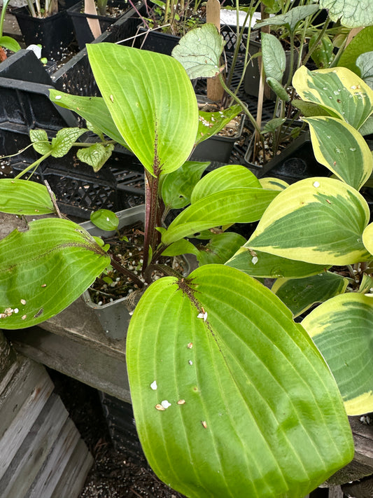 Hosta 'Purple Heart' - brúska