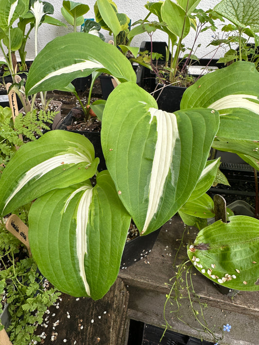 Hosta undulata 'Mediovariegata' - bylgjubrúska