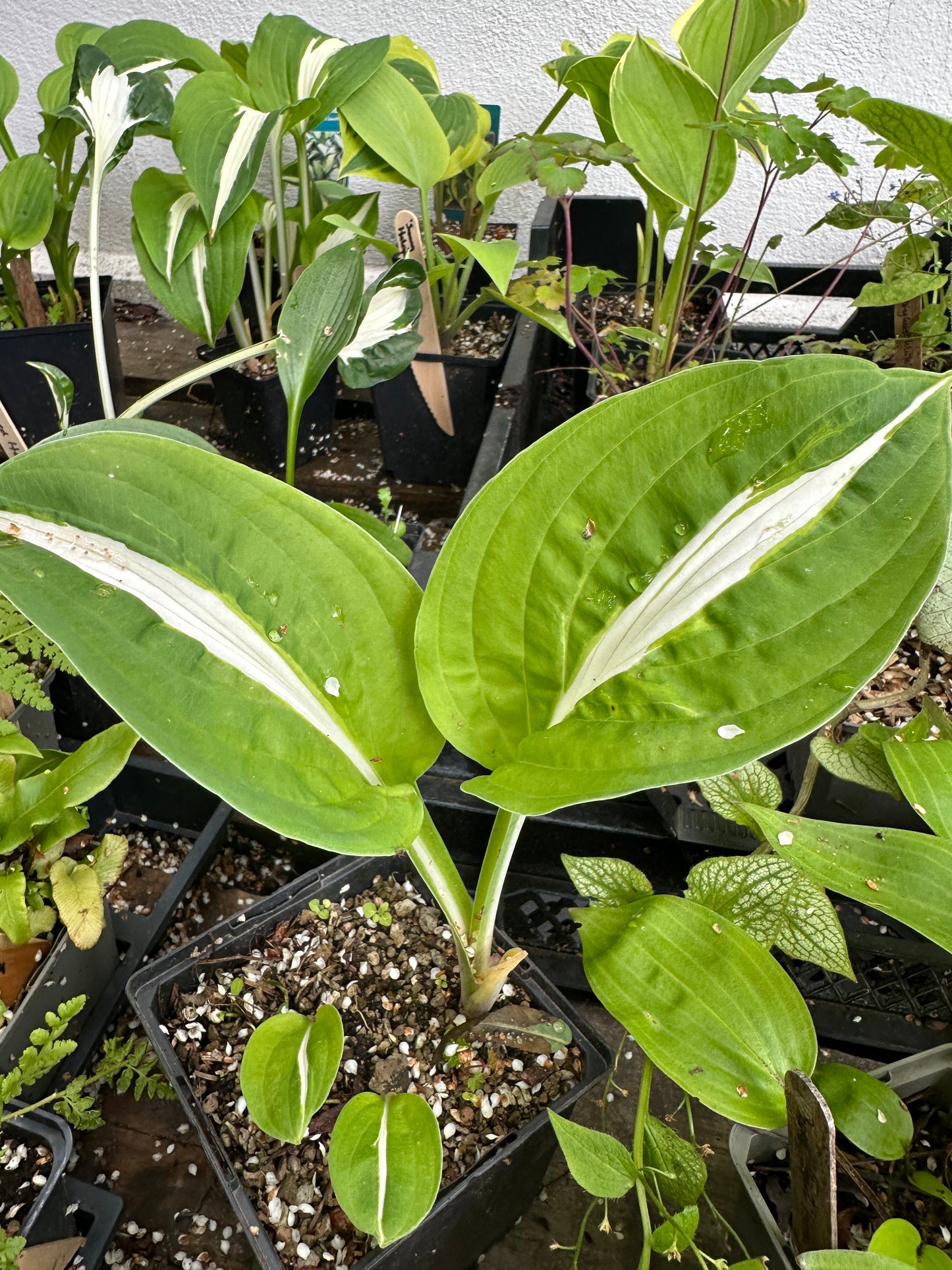 Hosta 'Risky Business'
