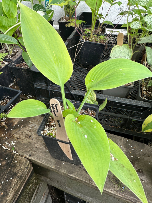Hosta 'Sunny Halcyon' - brúska