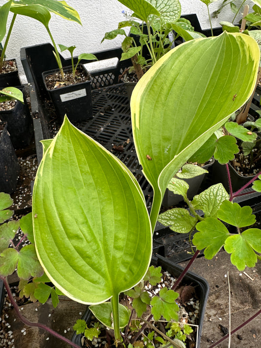 Hosta 'Yellow River' - brúska