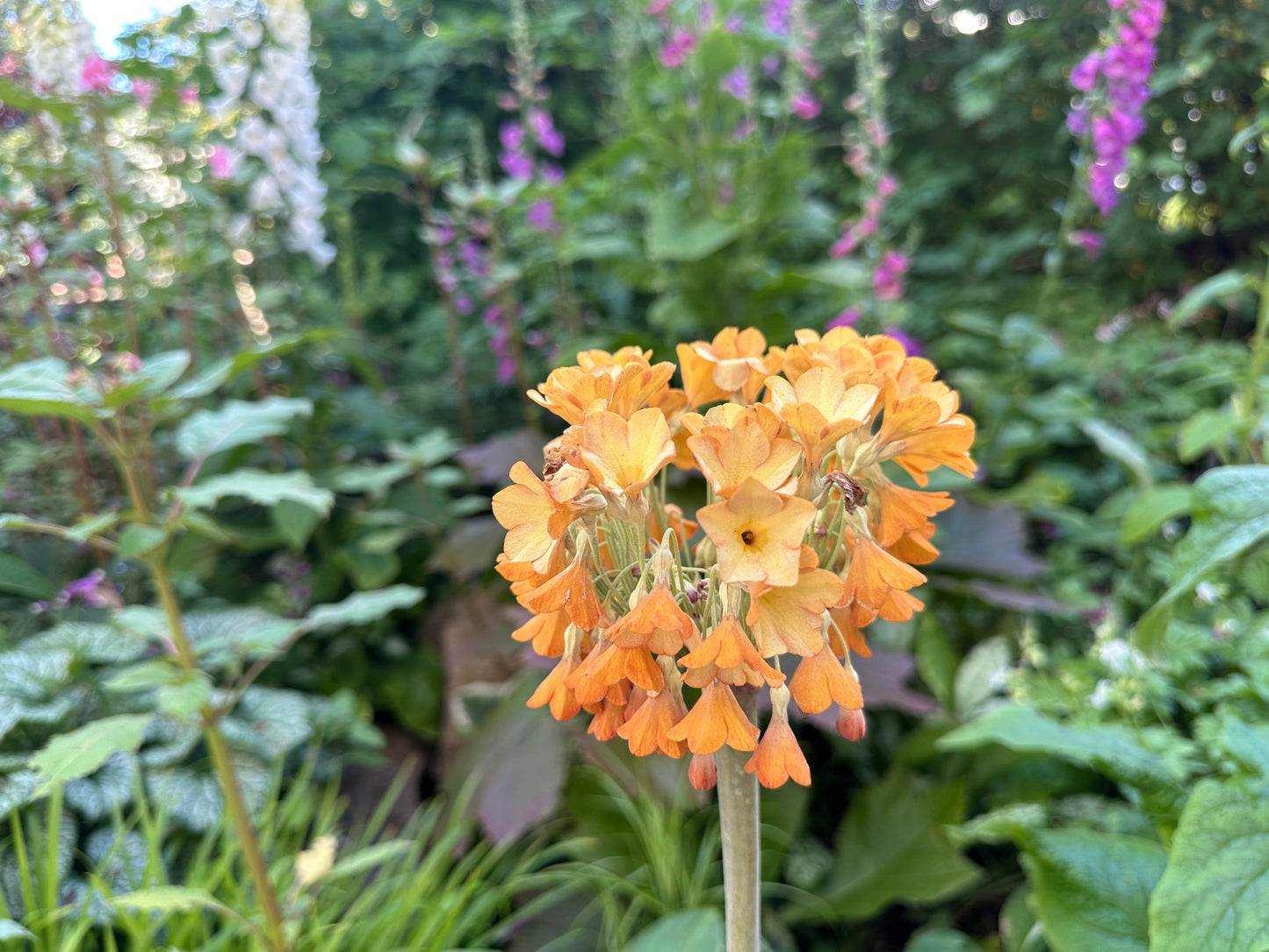 Primula florindae - friggjarlykill