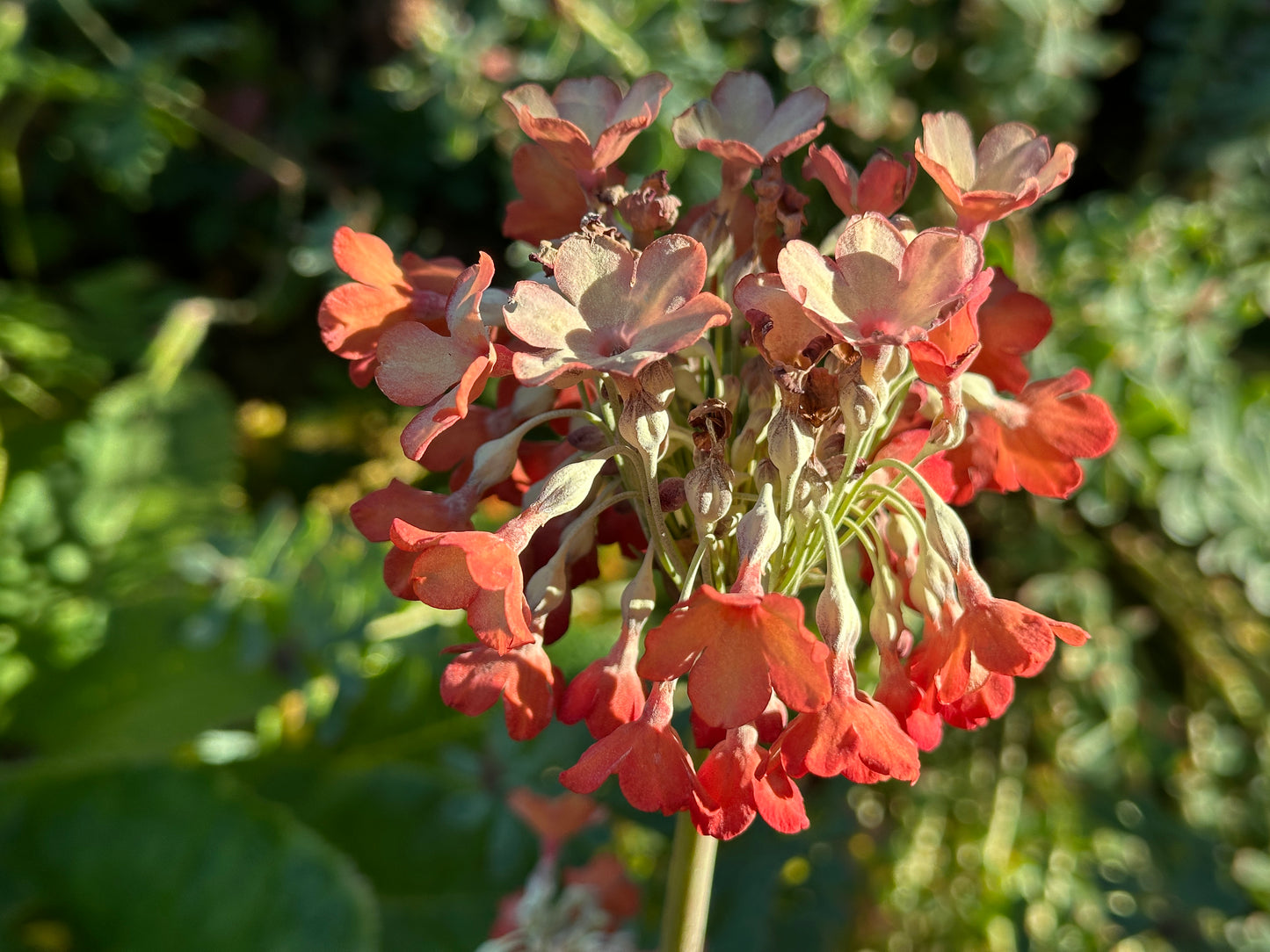 Primula florindae - friggjarlykill