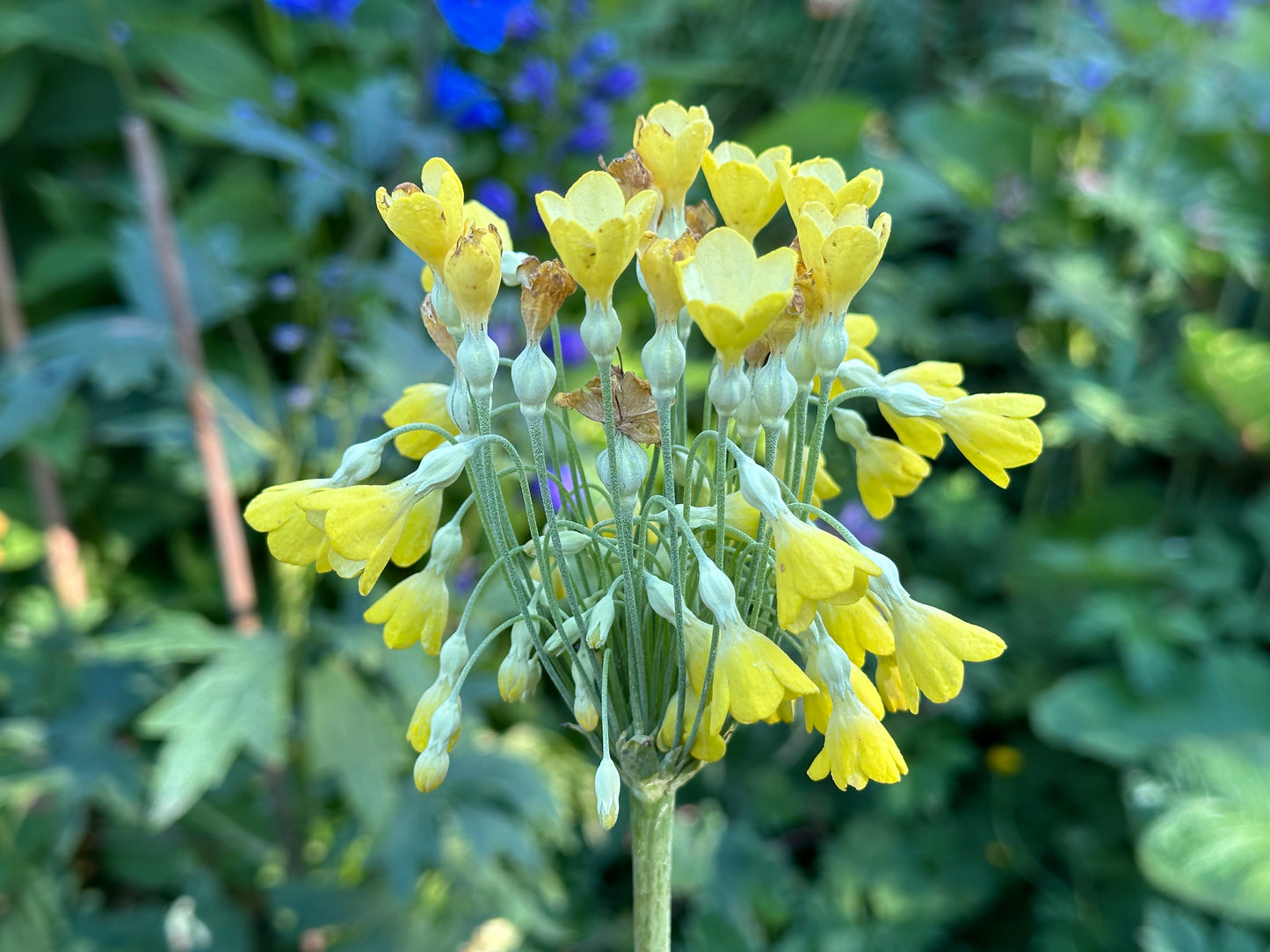 Primula florindae - friggjarlykill