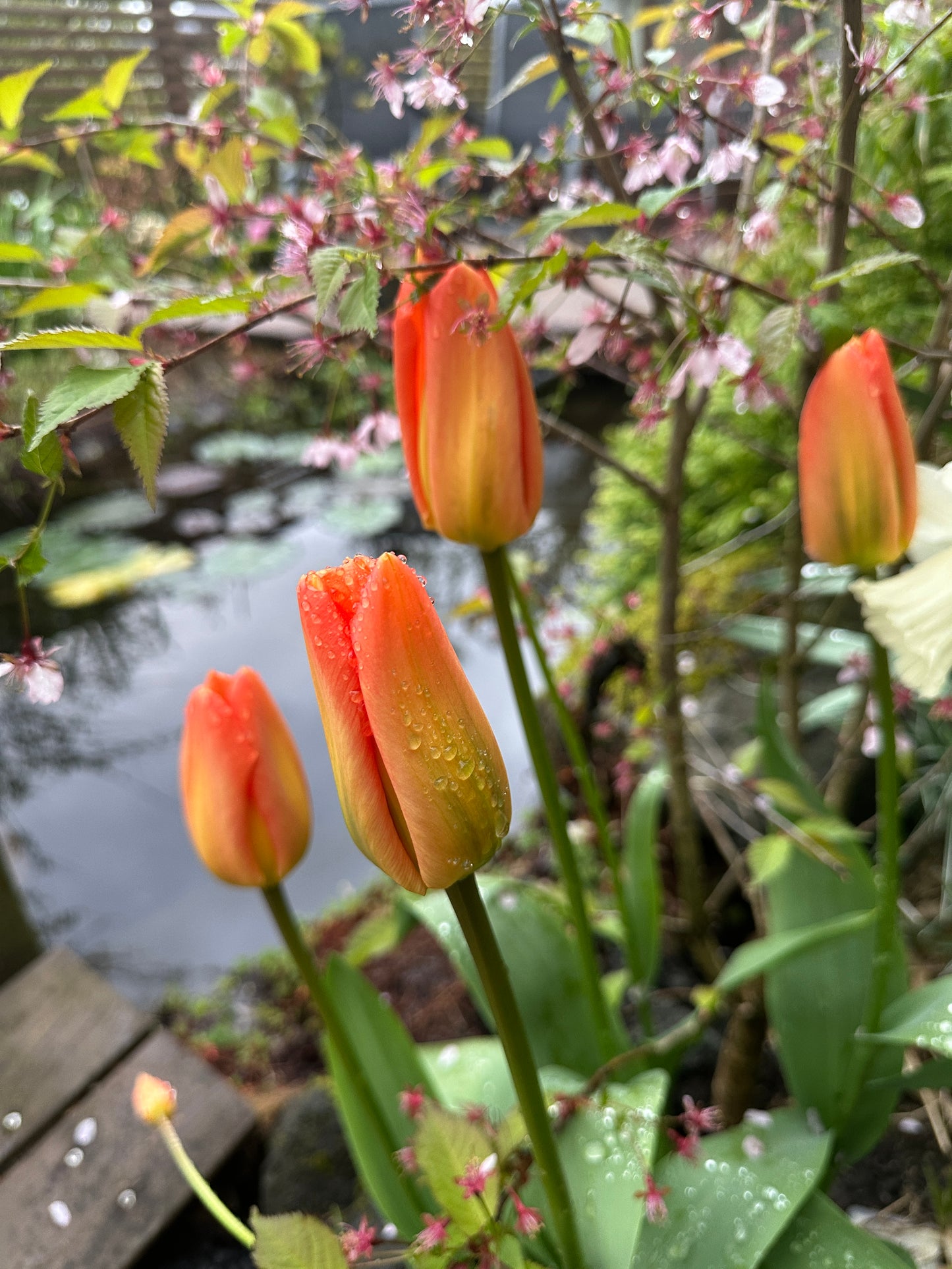 Tulipa 'Apricot Emperor' - eldtúlipani