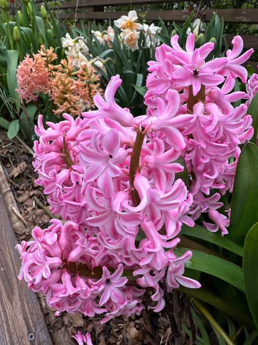 Hyacinthus 'Fondant' - goðalilja