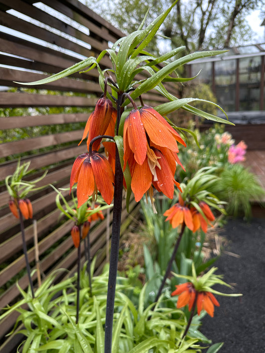 Fritillaria imperialis 'Aurora' - keisarakróna